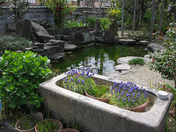 Akashi Asagao Komyoji Temple Pond