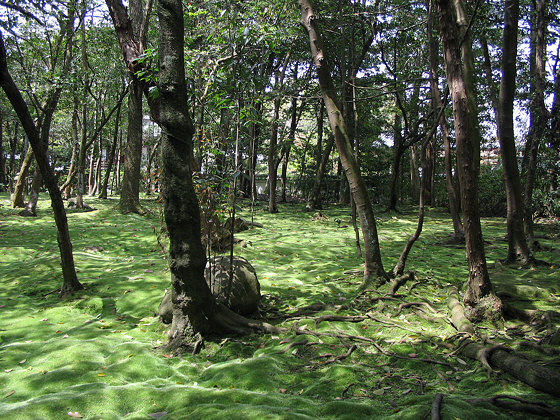Akishinodera Temple Moss