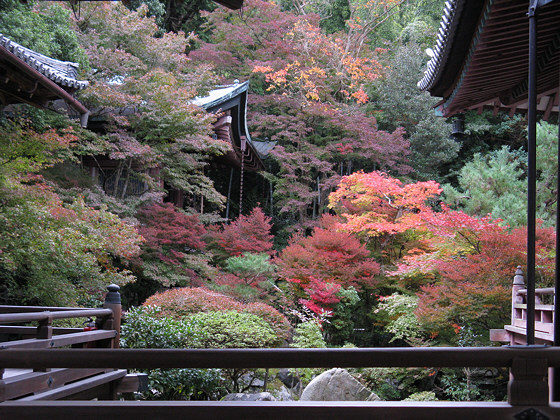 Bishamondo Temple Momiji