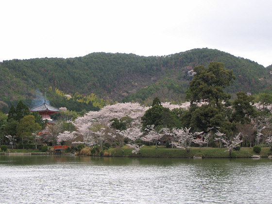Daikakuji Temple Pagoda Sakura