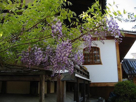 Fujiidera Temple Wisteria