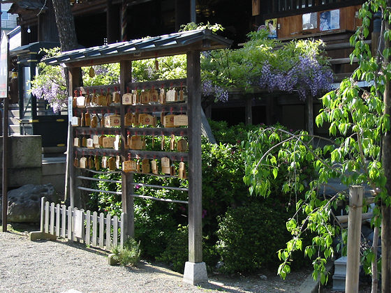 Fujiidera Temple Wisteria Plaques