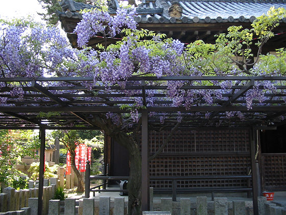 Fujiidera Temple Wisteria Trellis