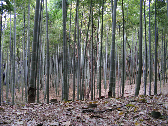 Fushimi-inari Bamboo