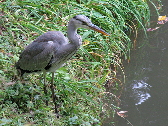 Fushimi-inari Heron