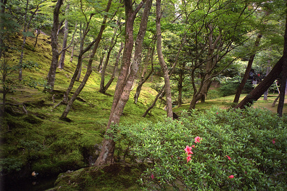 Ginkakuji moss garden