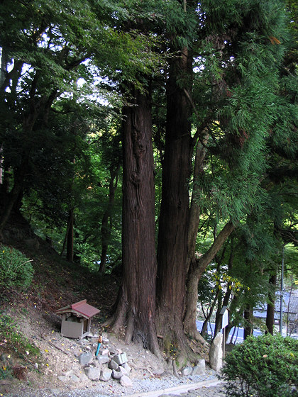 Hasedera Genji Tree