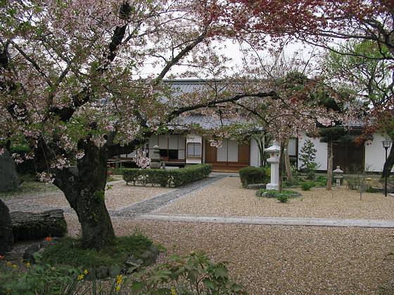 Hashidera Temple Sakura
