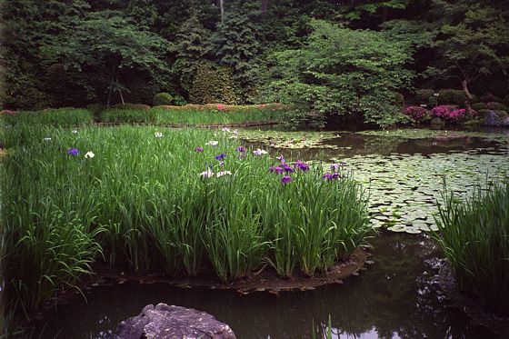 Heian Jingu Irises
