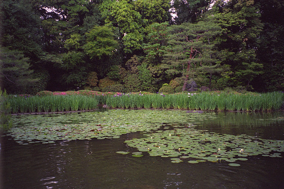 Heian Jingu Lily Pond