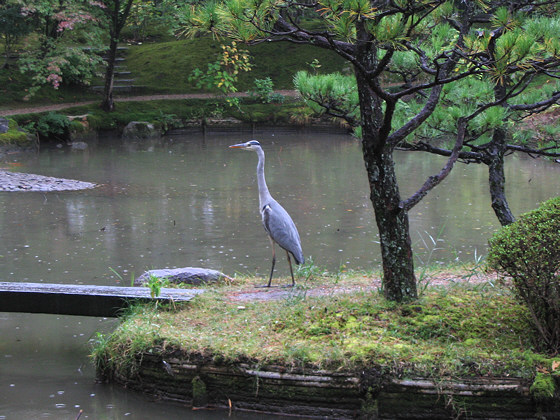 Hokongoin Temple Heron Pond