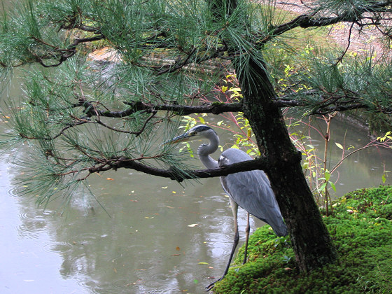 Hokongoin Temple Heron Tree