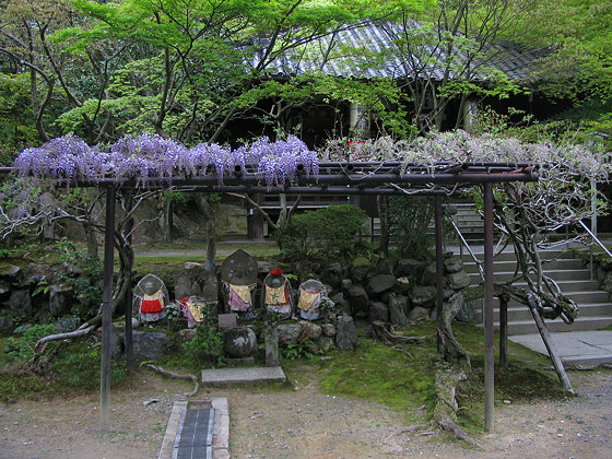 Imakumano Kannonji Temple Jizo Wisteria