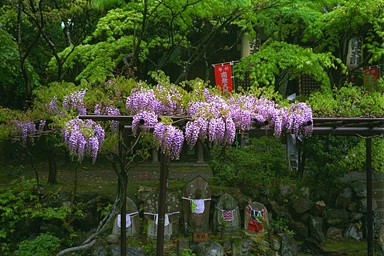 Imakumano Kannonji Temple Wisteria