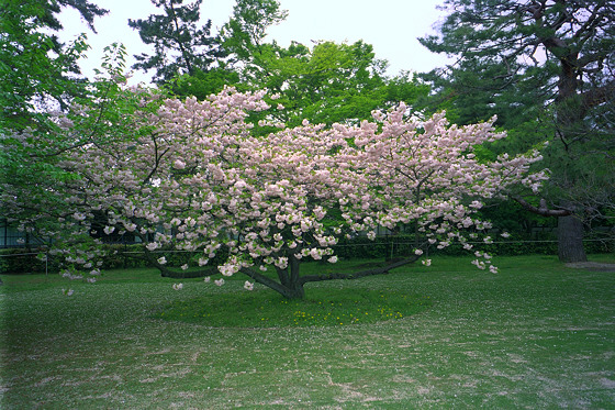 Imperial Palace Cherry Blossom