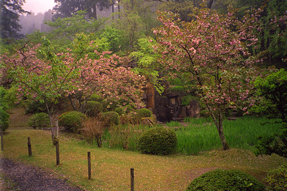 Ishiyama Temple Cherryblossom