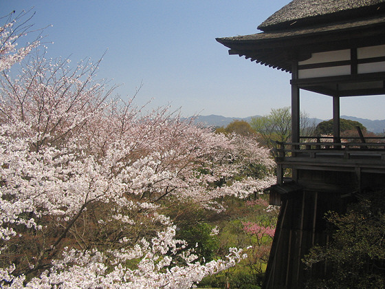 Ishiyama Temple Pavillion Blossom