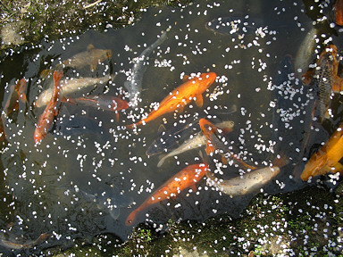 Ishiyama Temple Sakura Carp