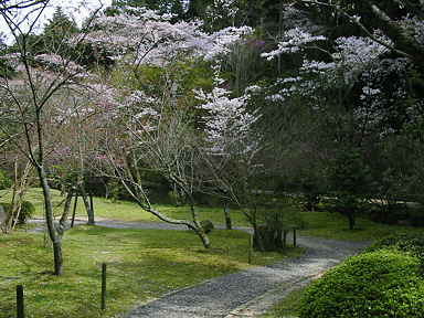Ishiyama Temple Sakura Garden