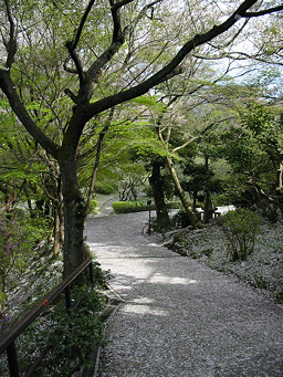 Ishiyama Temple Sakura Path