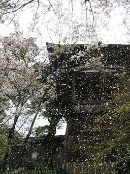 Ishiyama Temple Sakura Pavillion