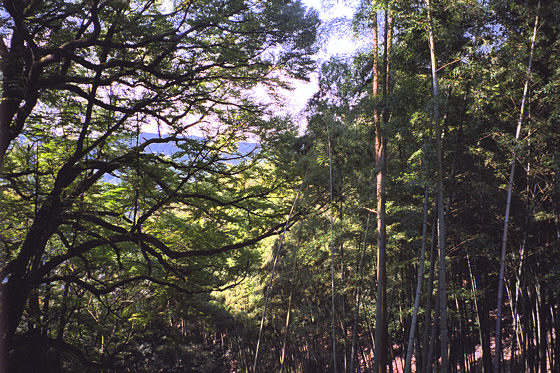 Iwamadera Temple Bamboo