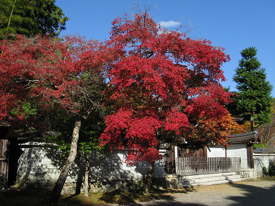 Jingoji Temple Momiji