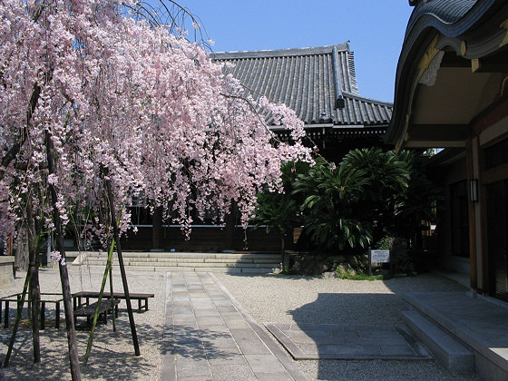 Jokyoji Temple Sakura