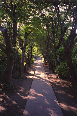 Kamakura Gokurakuji Temple Approach