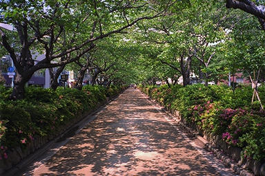 Kamakura Wakamiya Avenue