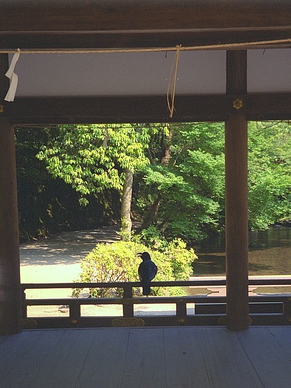 Kamigamo Shrine crow