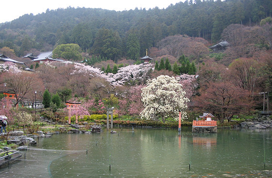 Katsuoji Temple Pond