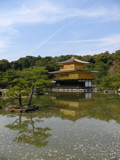 Kinkakuji Temple Sakura