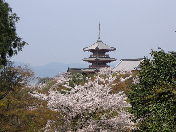 Kiyomizu Temple Pagoda Sakura