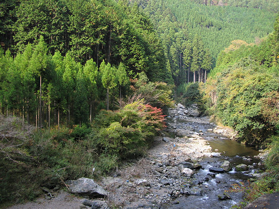 Kiyotaki Pines