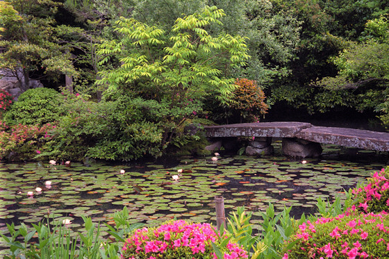 Water lilies and azaleas at Konchi-in