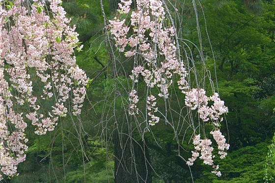 Konoe Weeping Cherry