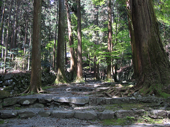 Kozanji Temple Big Tree