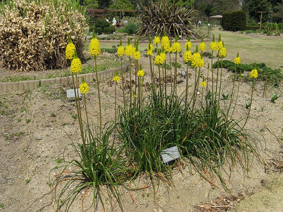 Kyoto Botanical Gardens Plants