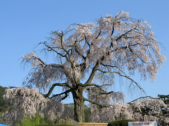Maruyama Cherry Tree