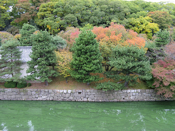 Nijo Castle foliage