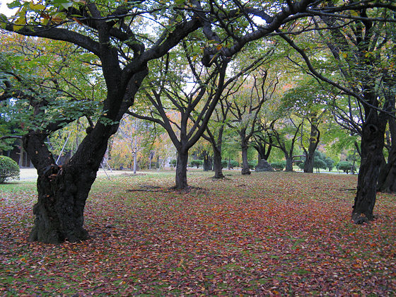 Nijo Castle leaves