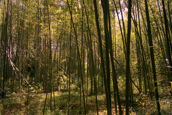Nonomiya Shrine bamboo thicket