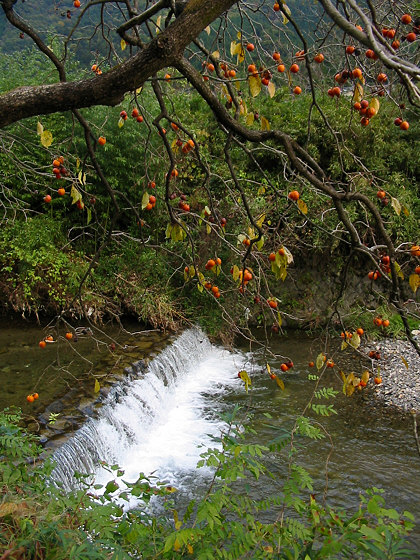 Ohara Persimmons