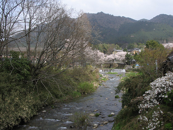 Ohara Sakura