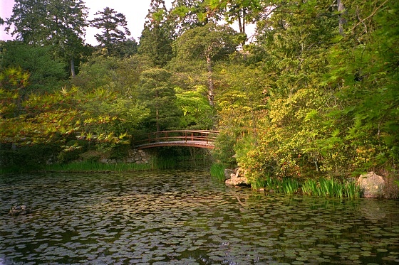 Oharano Lily Pond