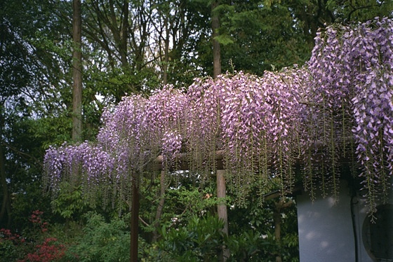 Oharano Wisteria