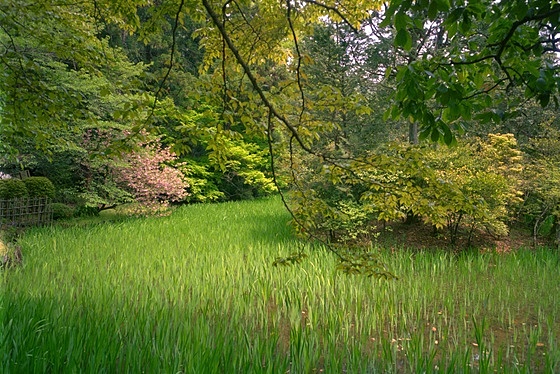 Ota Iris Pond