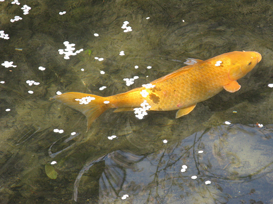 Philosophers Path Carp