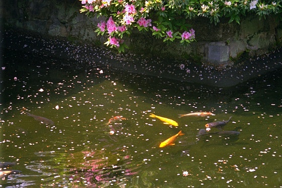 Rokuson-oh Shrine Pond